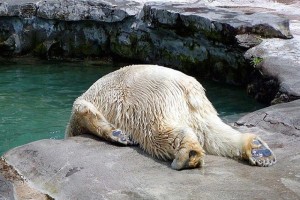 hungover-animals-1