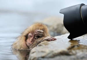 hungover-animals-12